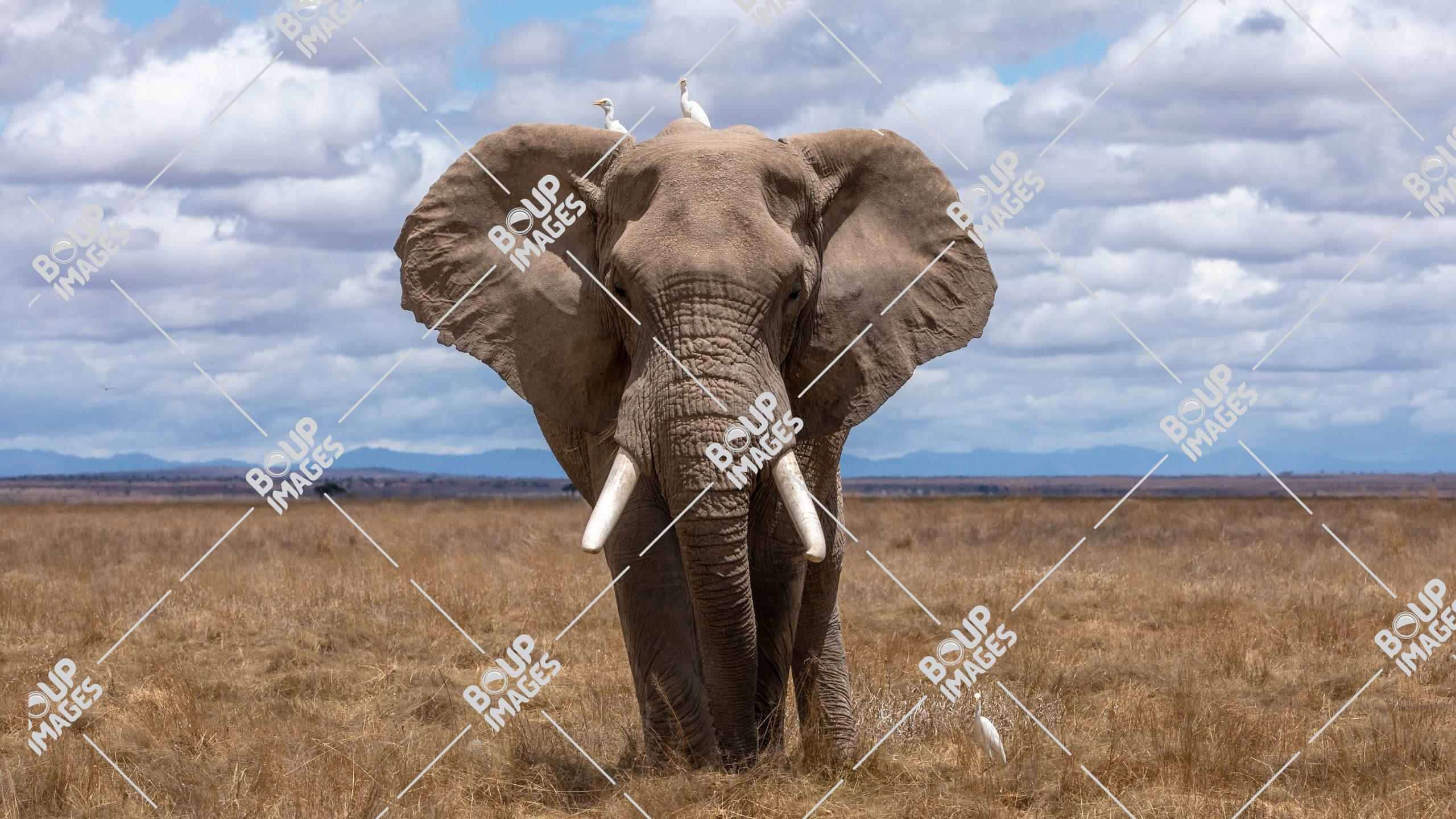 Elephant Images & Pictures